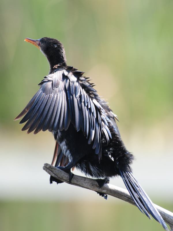Reed Cormorant - Marievale