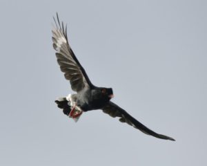 Retz's Helmet Shrike - Chobe