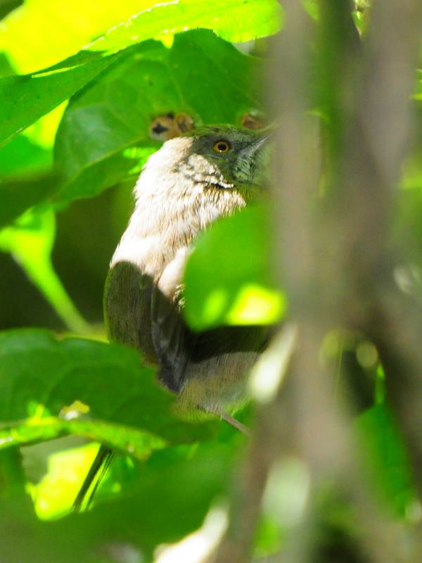 Robert's Warbler - Bvumba