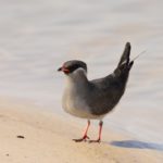 Rock Pratincole - Kalizo
