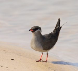 Rock Pratincole - Kalizo