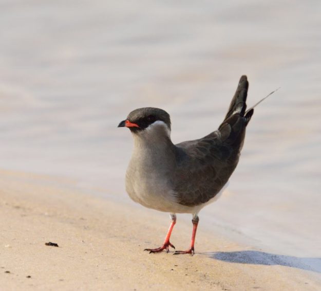 Rock Pratincole - Kalizo