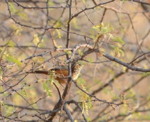 Rockrunner - Windhoek
