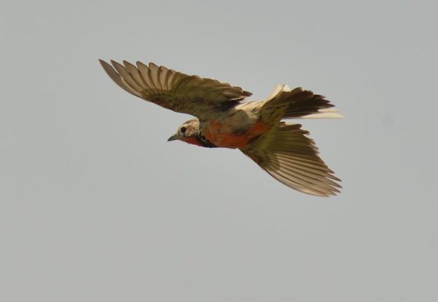 Rosy-Throated Longclaw - Kalizo