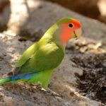 Rosy-cheeked Lovebird 2 - Erongo