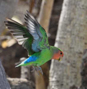 Rosy-faced Lovebird - Erongo