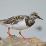 Ruddy Turnstone - Walvis Bay
