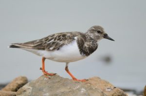 Ruddy Turnstone - Walvis Bay
