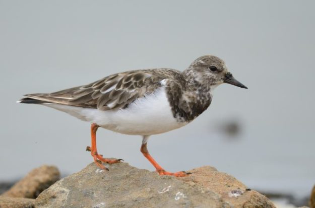 Ruddy Turnstone - Walvis Bay
