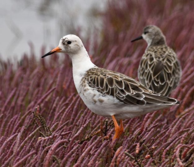 Ruff - Walvis Bay