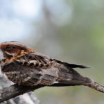 Rufous-Cheeked Nightjar - Harare