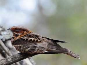 Rufous-Cheeked Nightjar - Harare