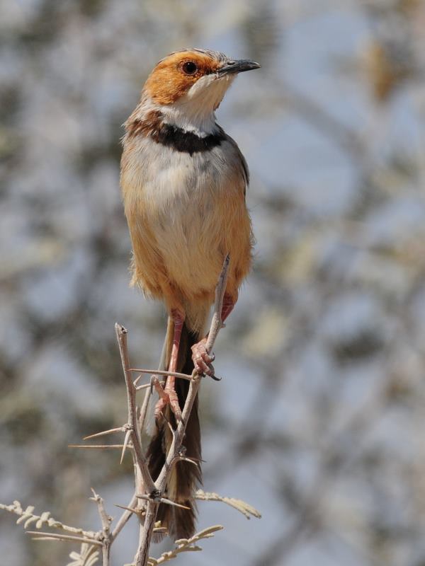 Rufous-Eared Warbler - Kgalagadi