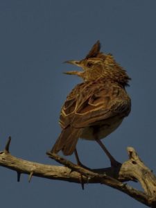 Rufous-Naped Lark - Pilanesberg