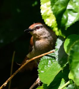 Rufous-Tailed Palm Thrush - Kunene River