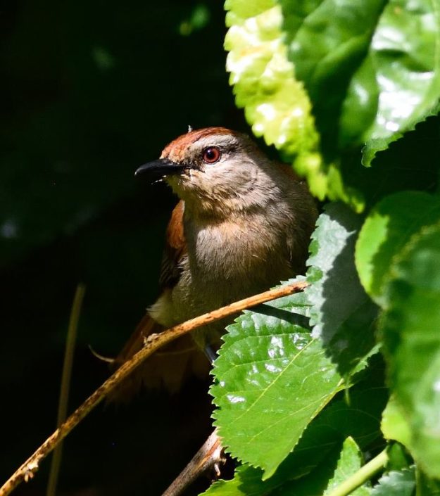 Rufous-Tailed Palm Thrush - Kunene River