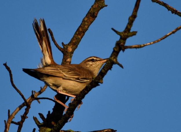 Rufous-Tailed Robin Chat