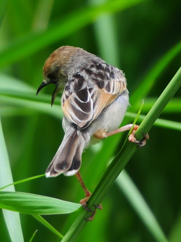 Rufous-Winged Cisticola - Marromeu