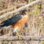 Rufous-breasted Sparrowhawk - Strandfontein