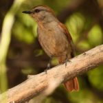 Rufous-Tailed Palm Thrush 2 - Kunene River