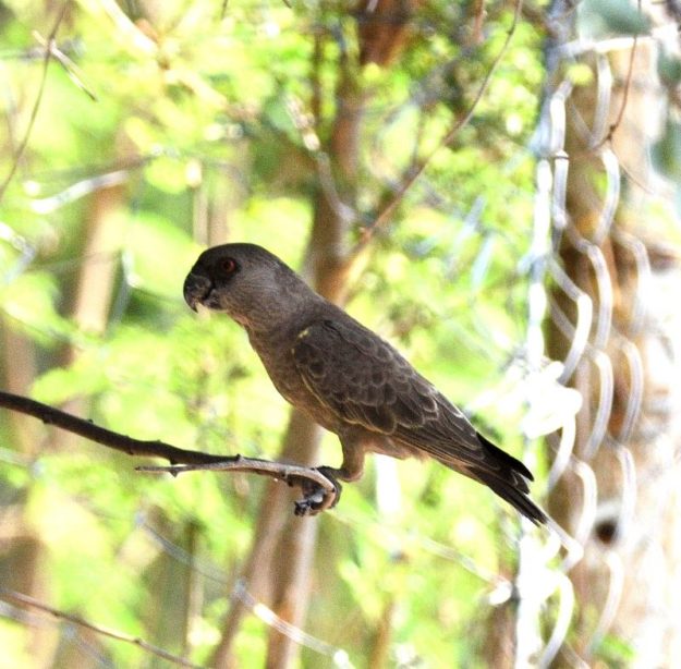 Ruppell's Parrot - Kunene River