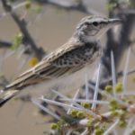 Sabota Lark - Etosha