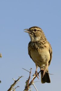 Sabota Lark - Mafikeng