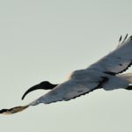 African Sacred Ibis 2 - Chobe