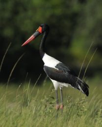 Saddle-Billed Stork - Chobe