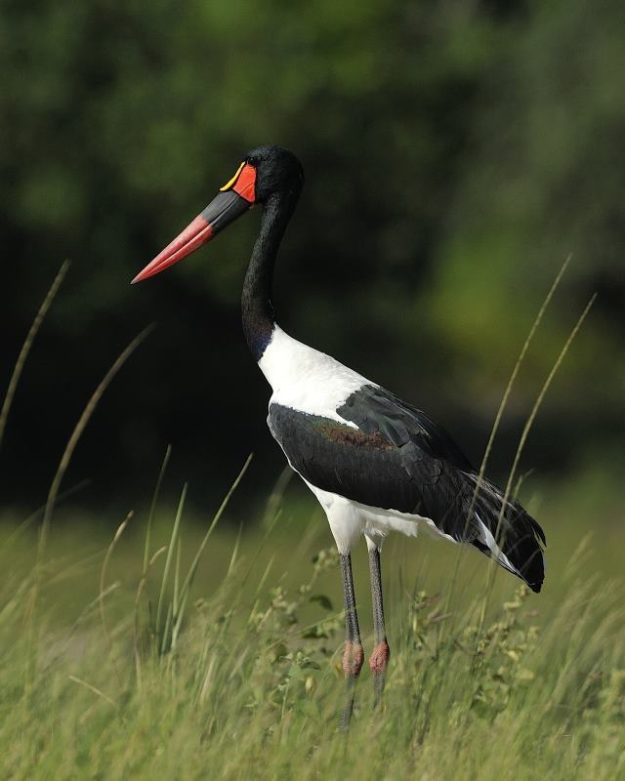 Saddle-Billed Stork - Chobe