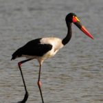 Saddle Billed Stork - Ndumo