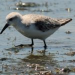 Sanderling - Langebaan