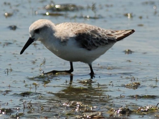 Sanderling - Langebaan