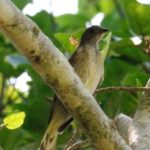 Scaly Throated Honeyguide 2 - Ndumo