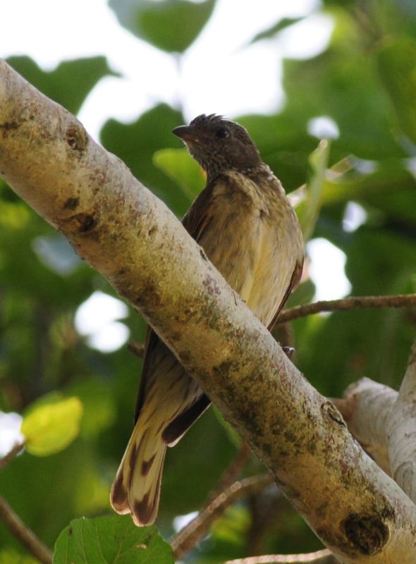Scaly-Throated Honeyguide - Ndumo