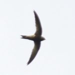 Scarce Swift - Honde Valley