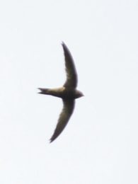 Scarce Swift - Honde Valley
