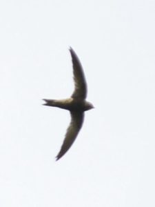 Scarce Swift - Honde Valley