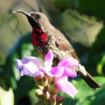 Scarlet Chested Sunbird 2 - Chidenguele