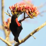 Scarlet Chested Sunbird