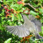Scarlet Chested sunbird - Amanzimtoti