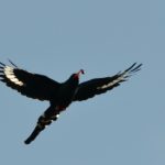 Common Scimitarbill - Chobe