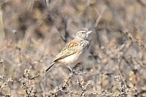 Sclater's Lark - Brandvlei
