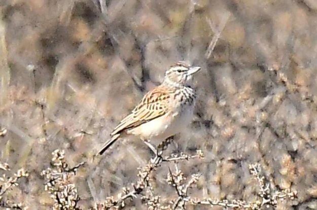 Sclater's Lark - Brandvlei