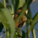 Sedge Warbler 2 - Chobe