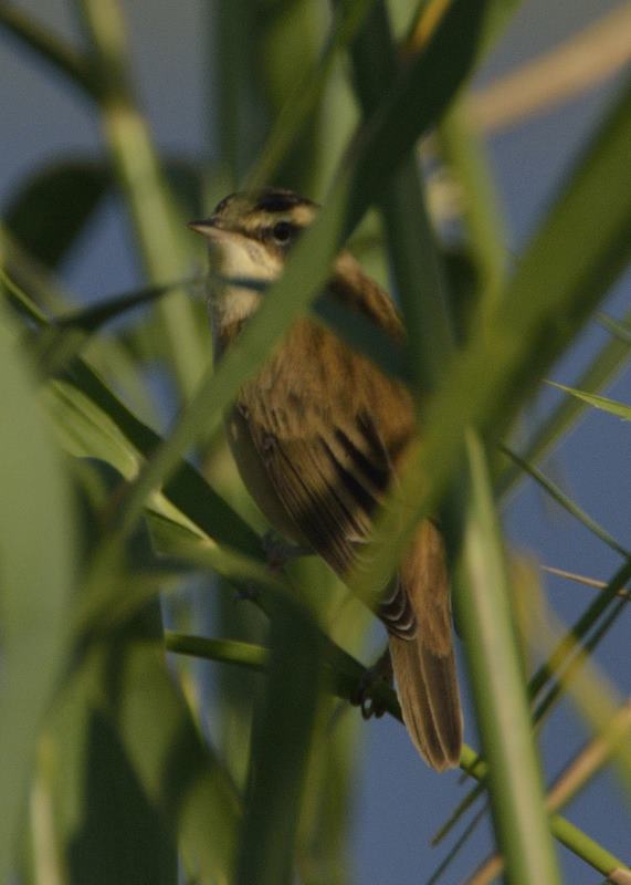 Sedge Warbler - Chobe