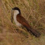 Senegal Coucal - Kalizo