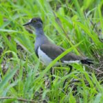 Senegal Lapwing - Nchalo