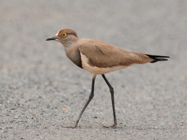 Senegal Lapwing - Mkhuze