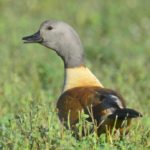 South African Shelduck - Clanwilliam